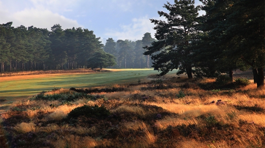 Hankley Common