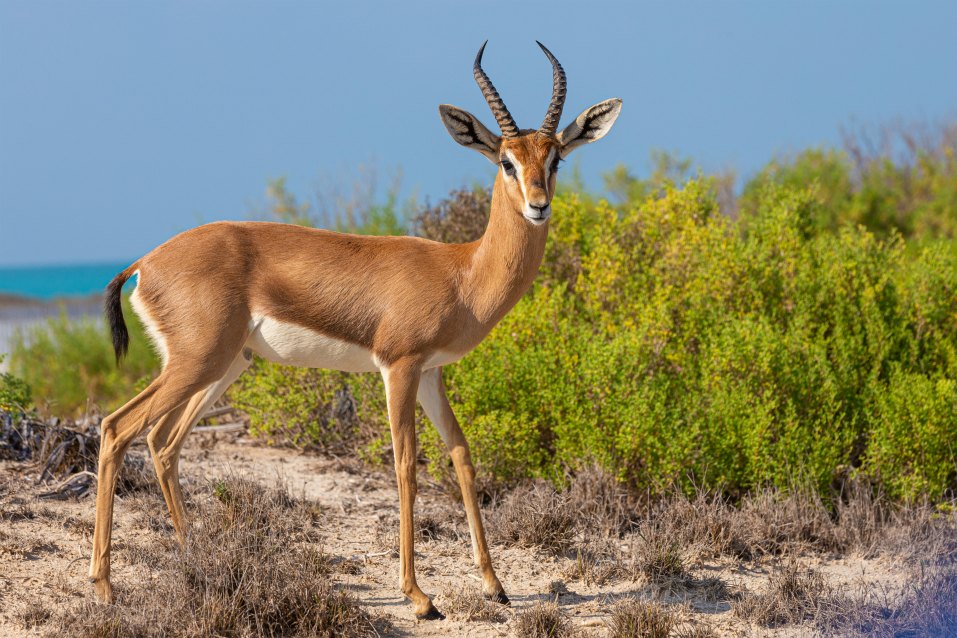 <h2>2022 Arabian Gulf Golf Cruise</h2>11 Nights | 5 Rounds | Dubai to Dubai | November 15 – 26