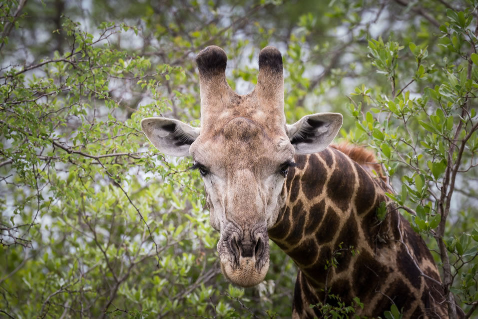 <h2>The Best of South Africa 2017</h2>14 Nights, 4 on Safari | 5 Rounds | Wine Tours & Sightseeing | November 3 – 17