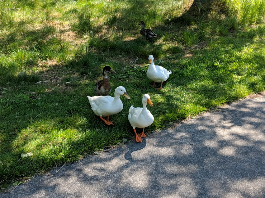 <h2>The Best of New Zealand Escorted 2018</h2>Taupo, Napier, Wellington & Queenstown