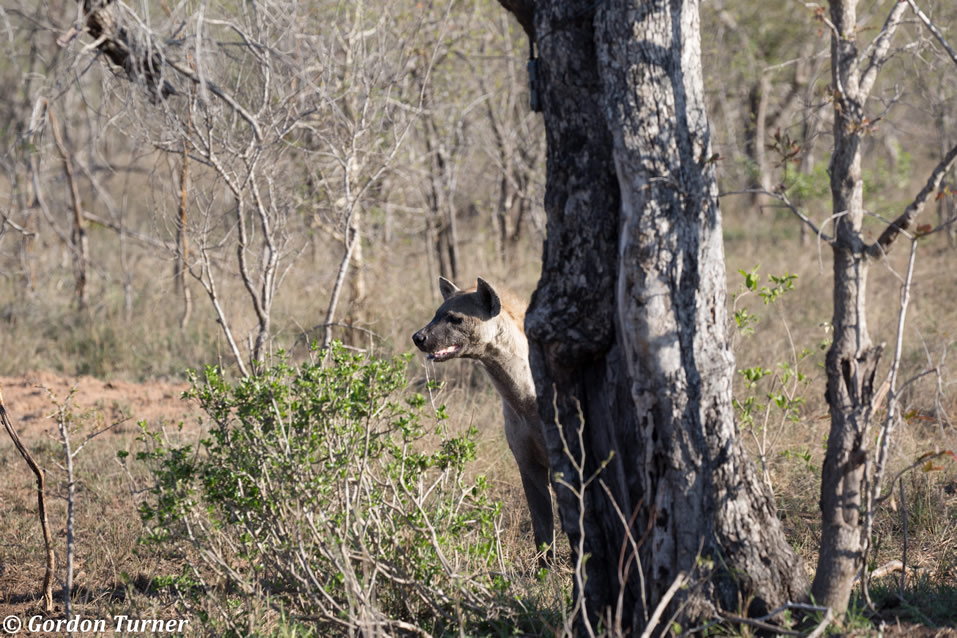 <h2>The Best of South Africa Escorted 2018</h2>Golf, Kruger Safari, Cape Town, the Winelands & Garden Route